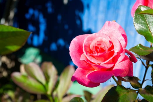 Close up of a pink rose on a blue background. Summer style