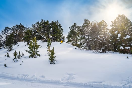 Man, snowboarder, riding down the mountain off piste on a fresh snow between pine trees. Ski winter holidays in Andorra, El Tarter, Pyrenees Mountains