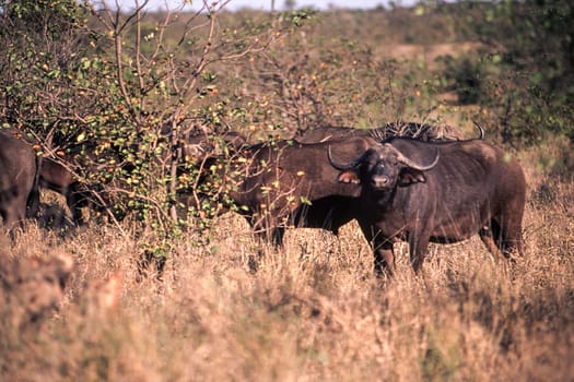 Buffalo (Syncerus caffer), Kruger National Park, Mpumalanga, South Africa