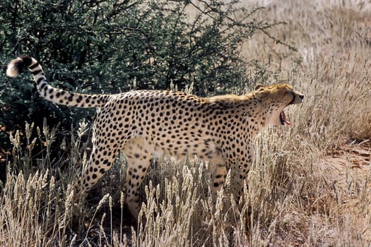 Cheetah (Acinonyx jubatus), Africa, Namibia, Hardap, Kalahari