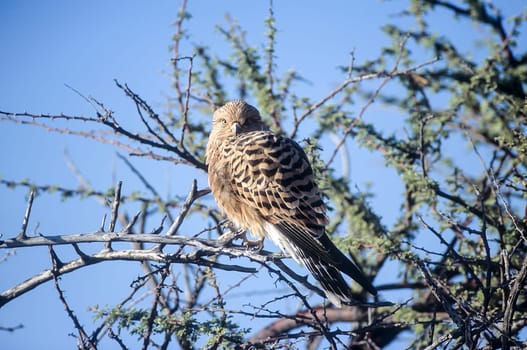 Greater Kestrel, (Falco rupicoloides), Africa, Namibia, Oshikoto, Etosha National Park