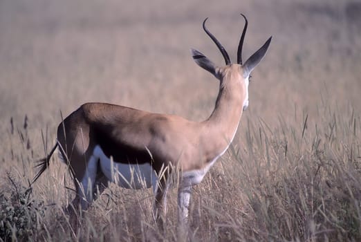Springbok, (Antidorcas marsupialis), Africa, Namibia, Oshikoto, Etosha National Park