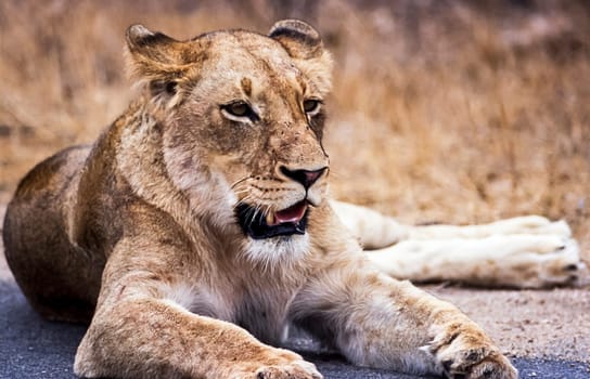 Lion, (Panthera leo), Kruger National Park, Mpumalanga, South Africa, Africa