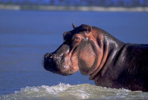 Hippopotamus (Hippopotamus amphibius), Selous Game Reserve, Morogoro, Tanzania, Africa
