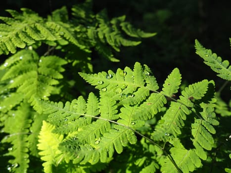 Drops of rain or dew on fern leaves. Beautiful, light, graceful fern branches. Close up. Ferns of the lower tier of the forest. Sunbeams in the taiga. Young green branches and leaves of a forest fern.