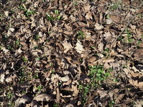 Dry oak leaves on the ground for background.