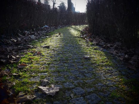 Autumn trail in the city park. Dry maple leaves and low sun rays. Beautiful landscape. Late autumn or snowless winter. Paving stones with moss and lichens on the road. English park.