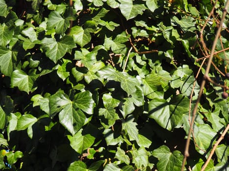 ivy or wild grapes. Green decorative lianas intertwined with stems. Bright carved leaves. Evergreen frost-resistant plant for decorative design of fences, walls, parks and lawns.