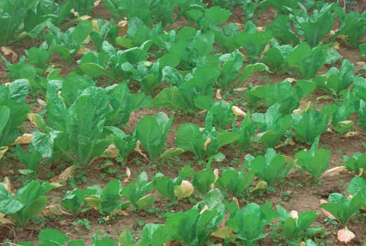 Agriculture field full of Green Cabages. Nature background