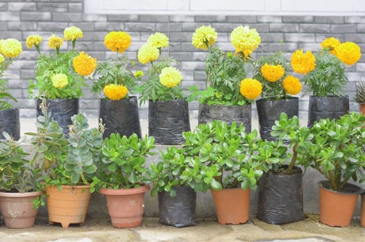 Flower tub in roof garden.