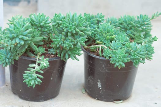 Decorative Green Plant on a flower tub isolated.