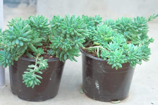 Decorative Green Plant on a flower tub isolated.