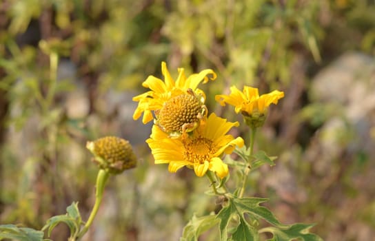 Sunflowers in the garden in morning sunlight.