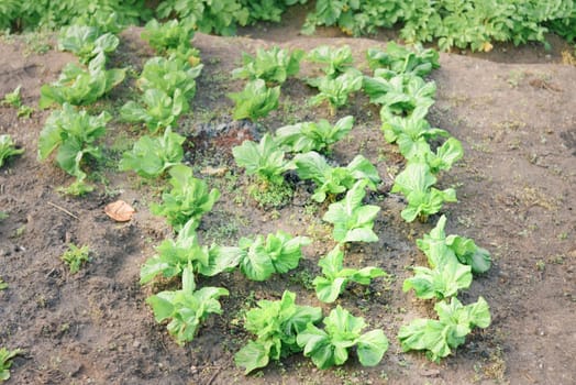 The cabbage plant (Brassica oleracea) growing in the agriculture field.