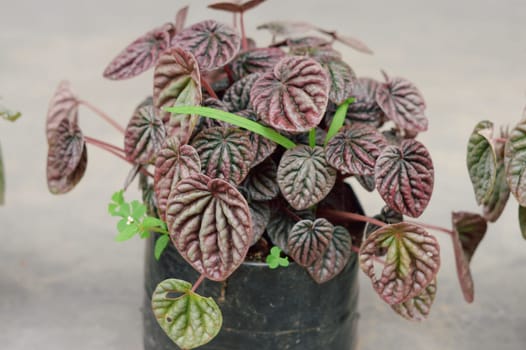 Decorative House Plant on a flower tub isolated.