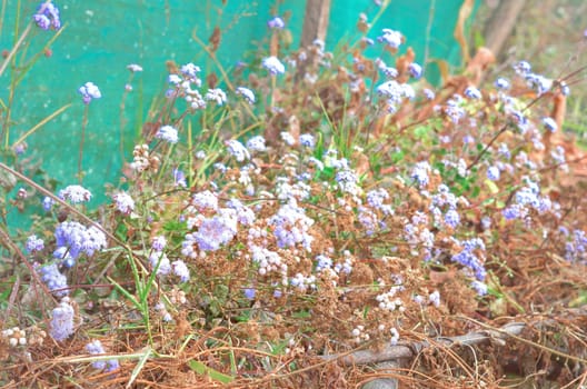 Little White lavender flower plant in a flower garden.