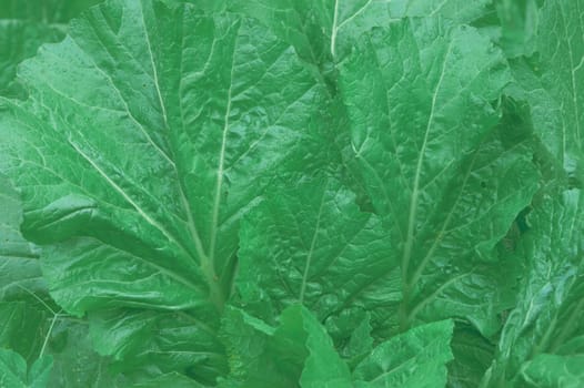 Green Leaves Background. Full Frame. Nature backgrounds.