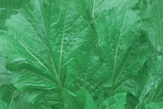 Green Leaves Background. Full Frame. Nature backgrounds.