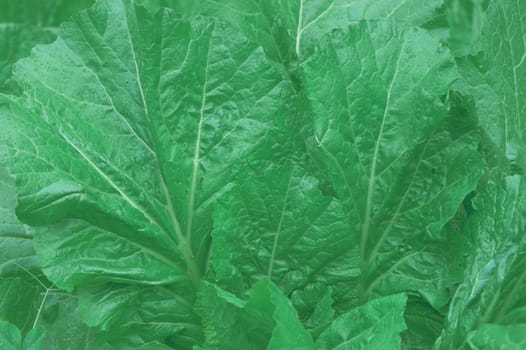 Green Leaves Background. Full Frame. Nature backgrounds.