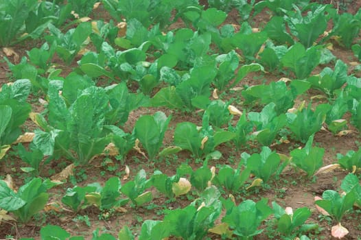 Agriculture field full of Green Cabages. Nature background