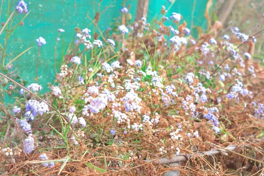 Little White lavender flower plant in a flower garden.