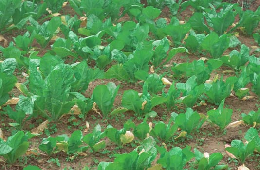 Agriculture field full of Green Cabages. Nature background