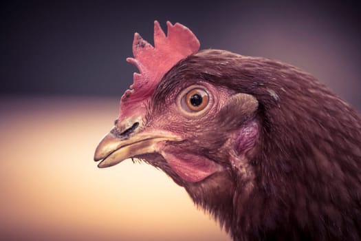 Brown chicken head in close-up and detail. Selective Focus.