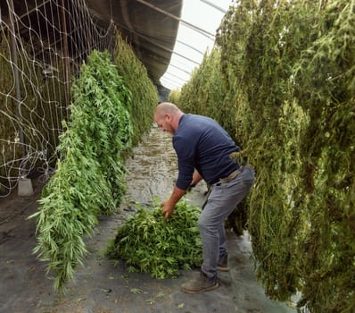 Farmer Worker hangs Marijuana plants to dry in a barn. Organic Cannabis Sativa Female Plants with CBD. Legal marihuana plantation with medicinal cannabis for healthcare and medicine