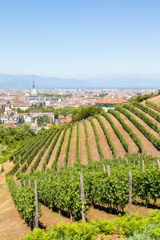 Turin, Italy - August 2022: panorama with Mole Antonelliana monument, wineyard and Alps mountains