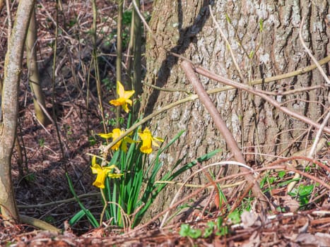 Single daffodil (lat: Narcissus) in the undergrowth near a deciduous tree.