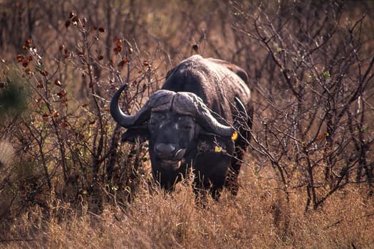 Buffalo (Syncerus caffer), Kruger National Park, Mpumalanga, South Africa