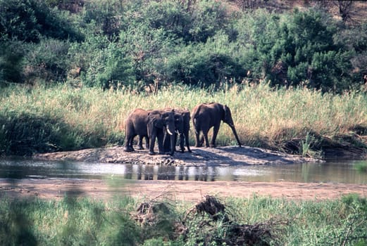Elephant (Loxodonta africana), Kruger National Park, Mpumalanga, South Africa