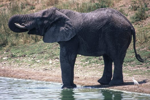 Elephant (Loxodonta africana), Kruger National Park, Mpumalanga, South Africa