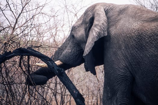 Elephant (Loxodonta africana), Kruger National Park, Mpumalanga, South Africa