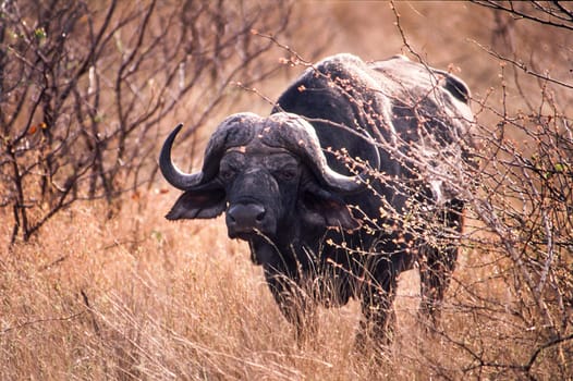 Buffalo (Syncerus caffer), Kruger National Park, Mpumalanga, South Africa
