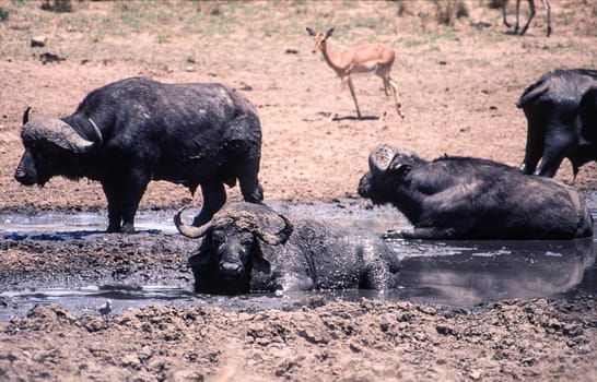 Buffalo (Syncerus caffer), Kruger National Park, Mpumalanga, South Africa