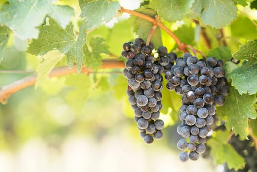 Closeup of blue grapes in vineyard with sunlight. Winery and grape growing background frame.
