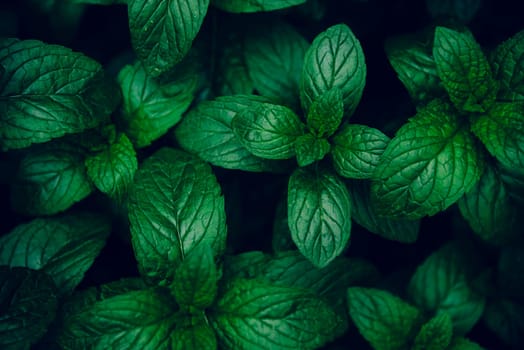 Green mint leaves pattern layout design. Ecology natural creative concept. Top view nature background with spearmint herbs.