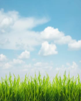 Closeup of fresh green grass and blue sky. Ecology and environment design banner. Nature creative concept background.