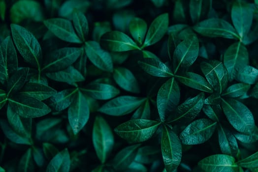 Abstract natural leaves background. Dark green foliage from above. Plant and nature wallpaper design. Ecology and eco concept.