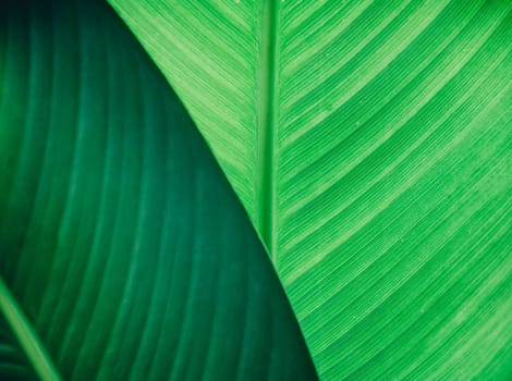 Abstract natural leaves background. Dark green foliage flat lay. Ecology and nature concept.