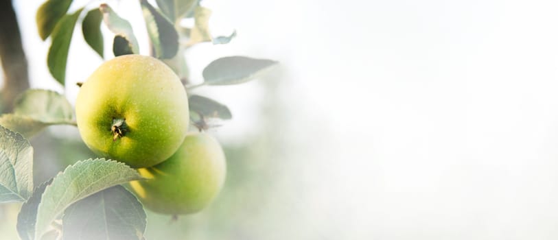 Closeup of apple tree with growing fresh green organic fruits on branches. Fruit orchard farm background design.