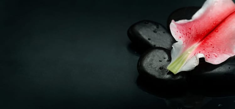 Wellness and spa luxury weekend design banner. Top view of spa stones and flower petal over black background texture. Massage salon and aromatherapy treatment concept.