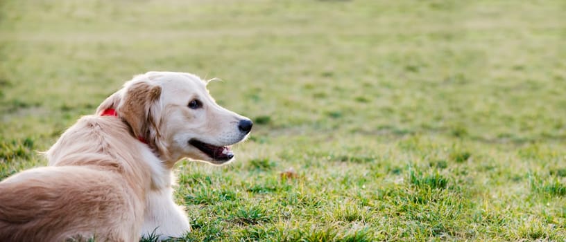 Closeup portrait of golden retriever lying in the grass from behind. Happy pet background banner design. Dog playing in the park lawn.