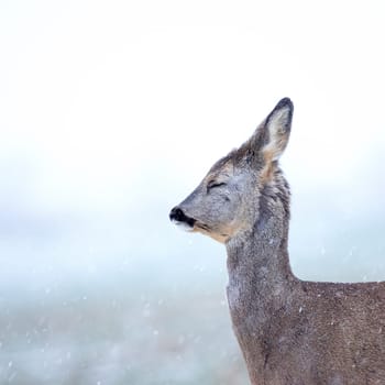 Roe deer Capreolus capreolus in winter. Roe deer with snowy background. Wild animal with antlers covered by velvet.