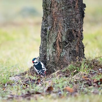 woodpecker on a tree
