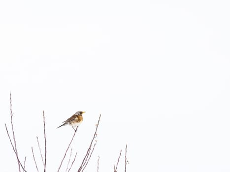 Low Angle View Of Mistle Thrush Perching On Bare Tree Against Sky