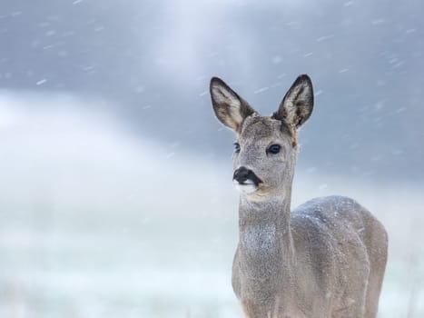 Roe deer female standing in snowy weather