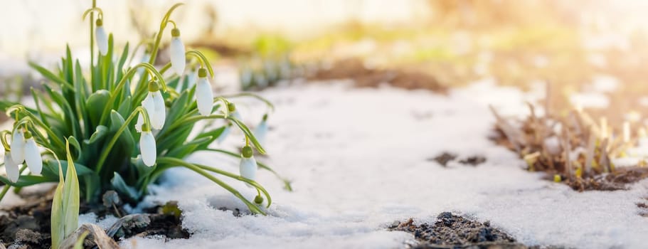 Snowdrop flowers blooming in the snowdrift in the park. View of the spring flowers in nature. Wildflowers in the forest.