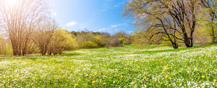 Panoramic view of the meadow with blossoming spring flowers in natural park. New young leaves on the trees.
